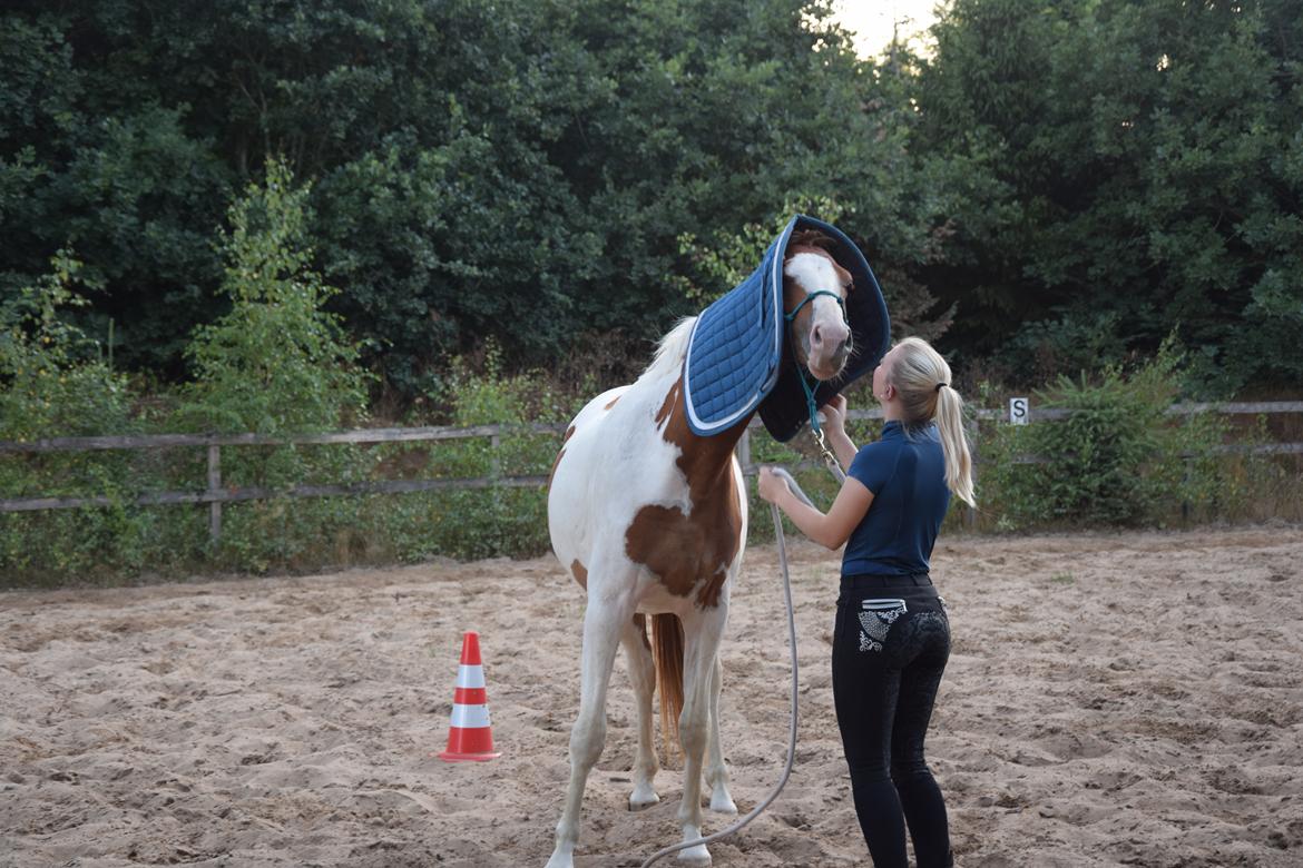 Anden særlig race Thusgaard's Yakari billede 5