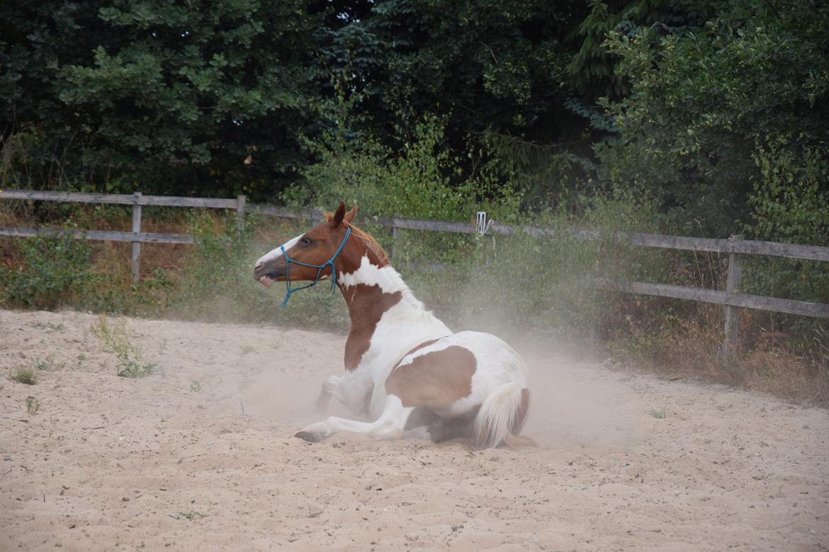 Anden særlig race Thusgaard's Yakari billede 14