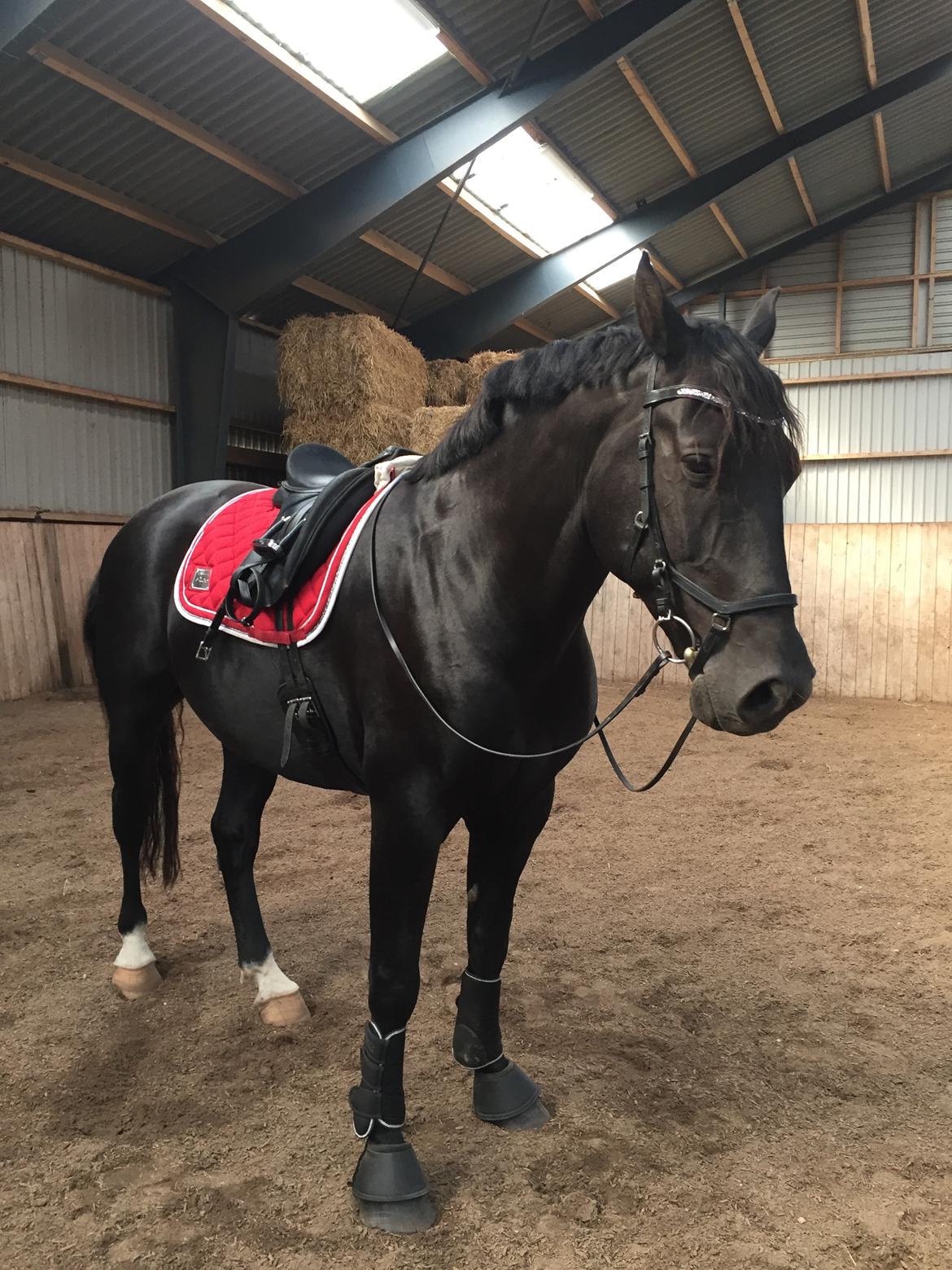 Oldenborg Lille Søgaards Eddi billede 3