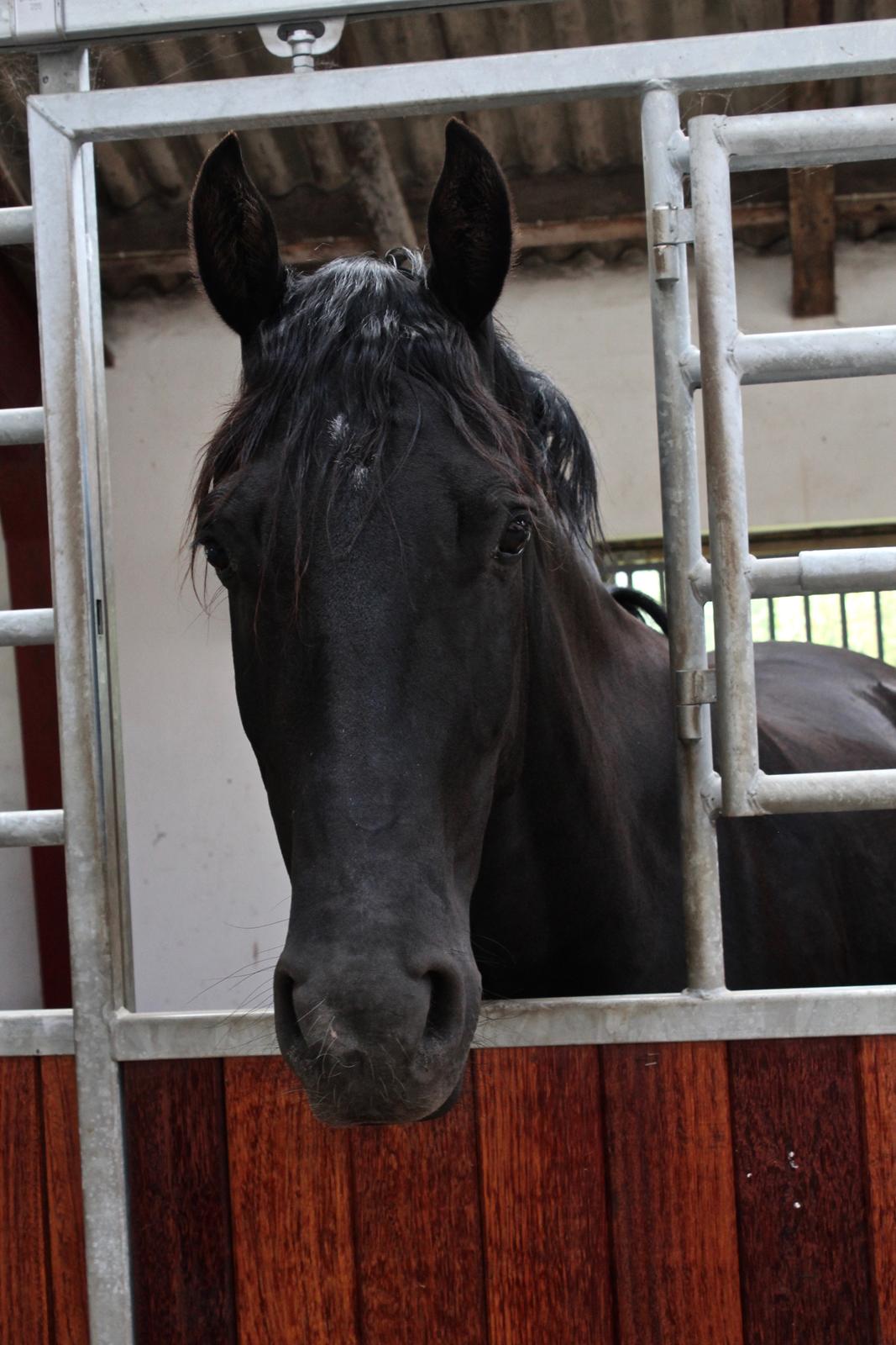 Oldenborg Lille Søgaards Eddi billede 4