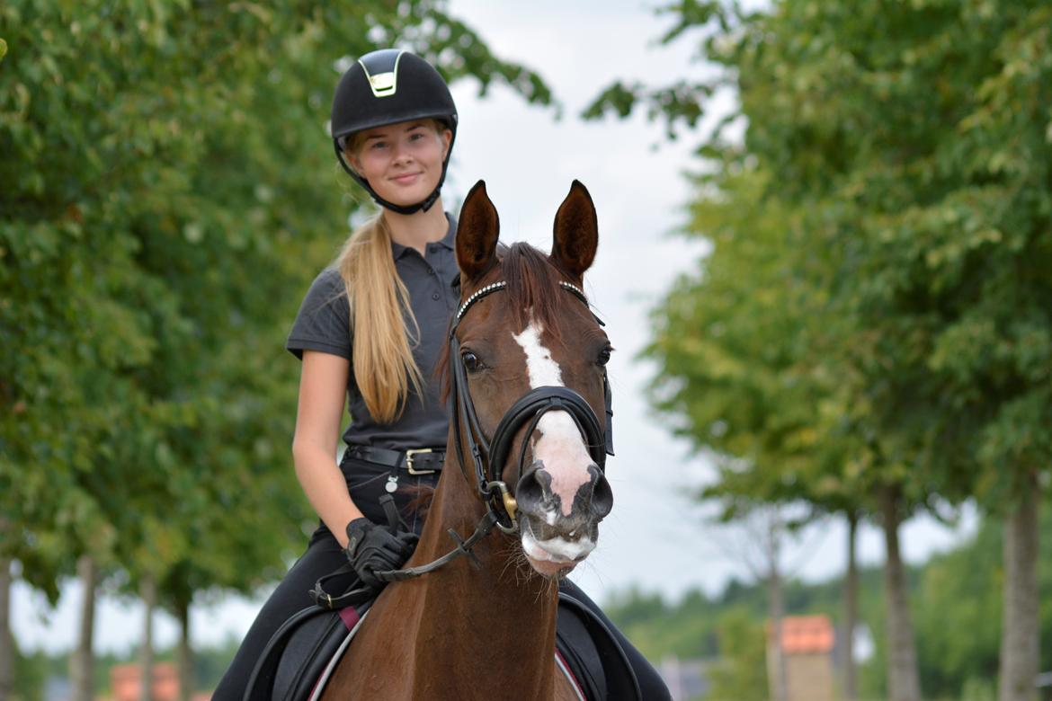 Dansk Varmblod Samantha Who billede 1