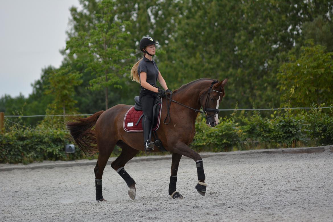 Dansk Varmblod Samantha Who billede 9