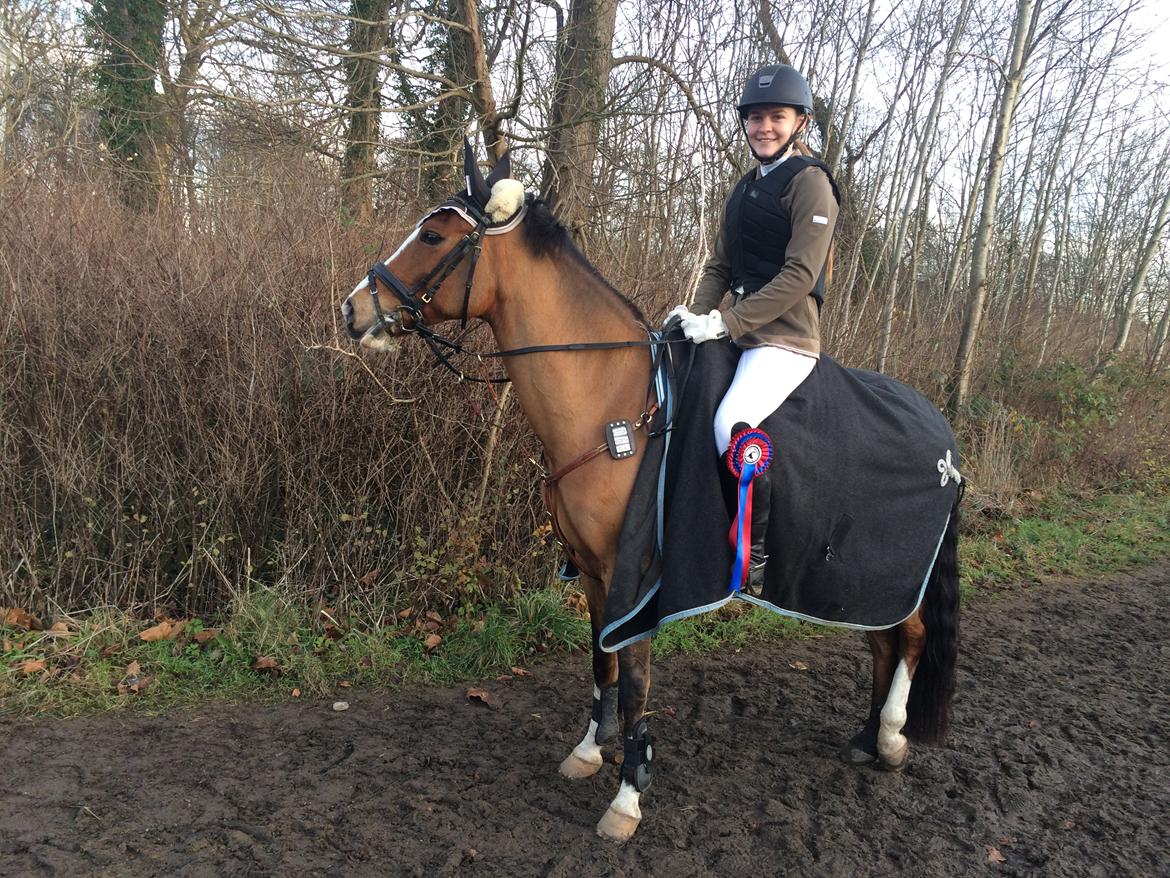 New Forest Sun Queen - Efter stævne på Dalumgård hvor vi fik 4/4 nulrunder i LB billede 16