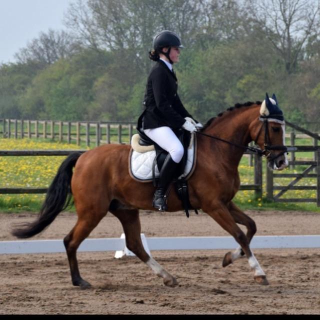 New Forest Sun Queen - Stævne på Allerupgaard.  billede 18