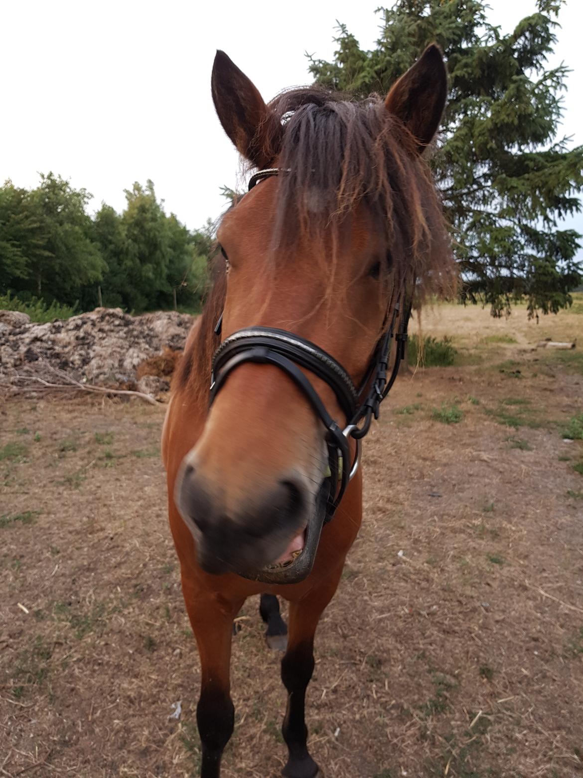 Islænder Sigurdur fra Lindegården SOLGT billede 25