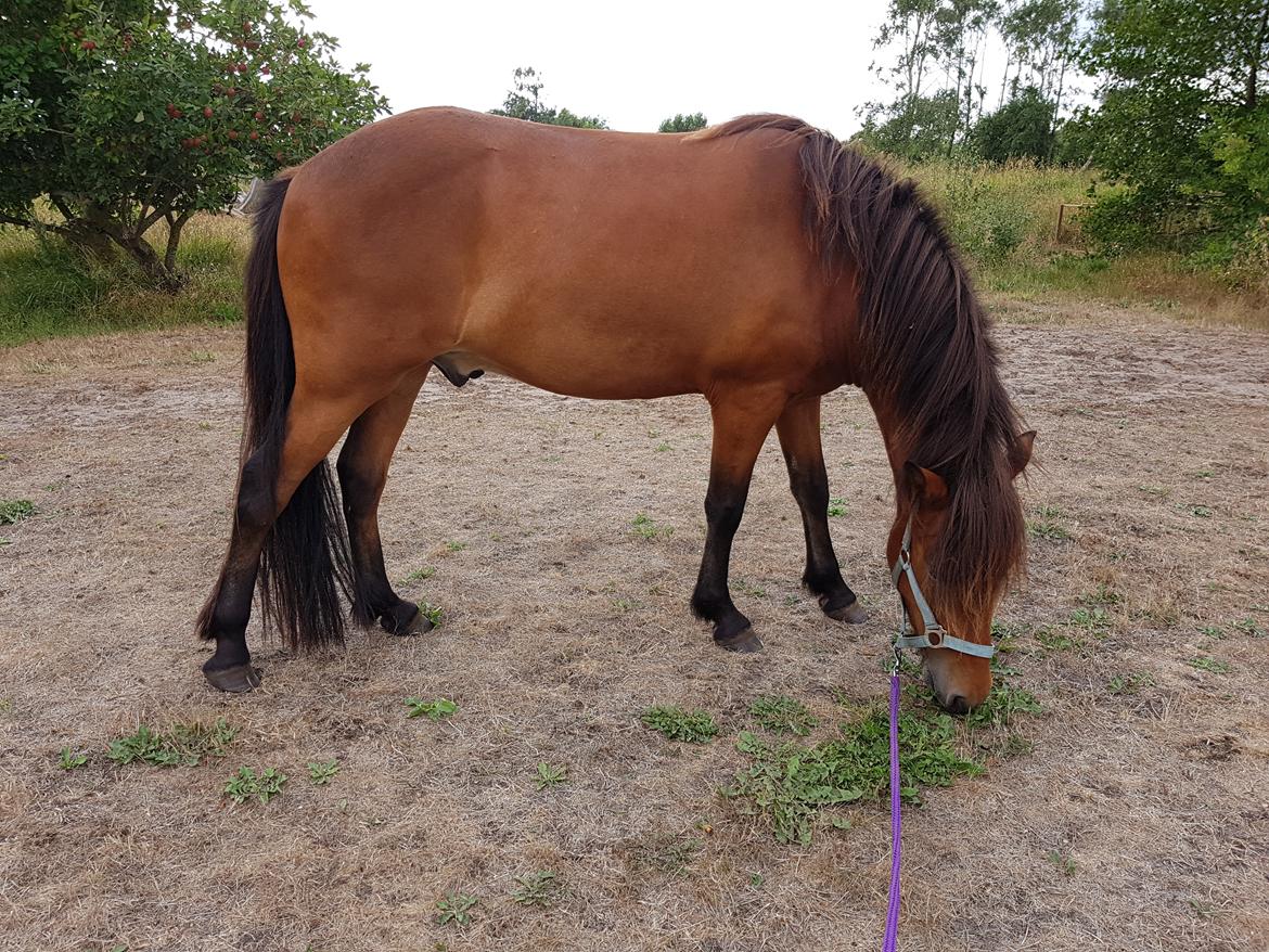 Islænder Sigurdur fra Lindegården SOLGT billede 26