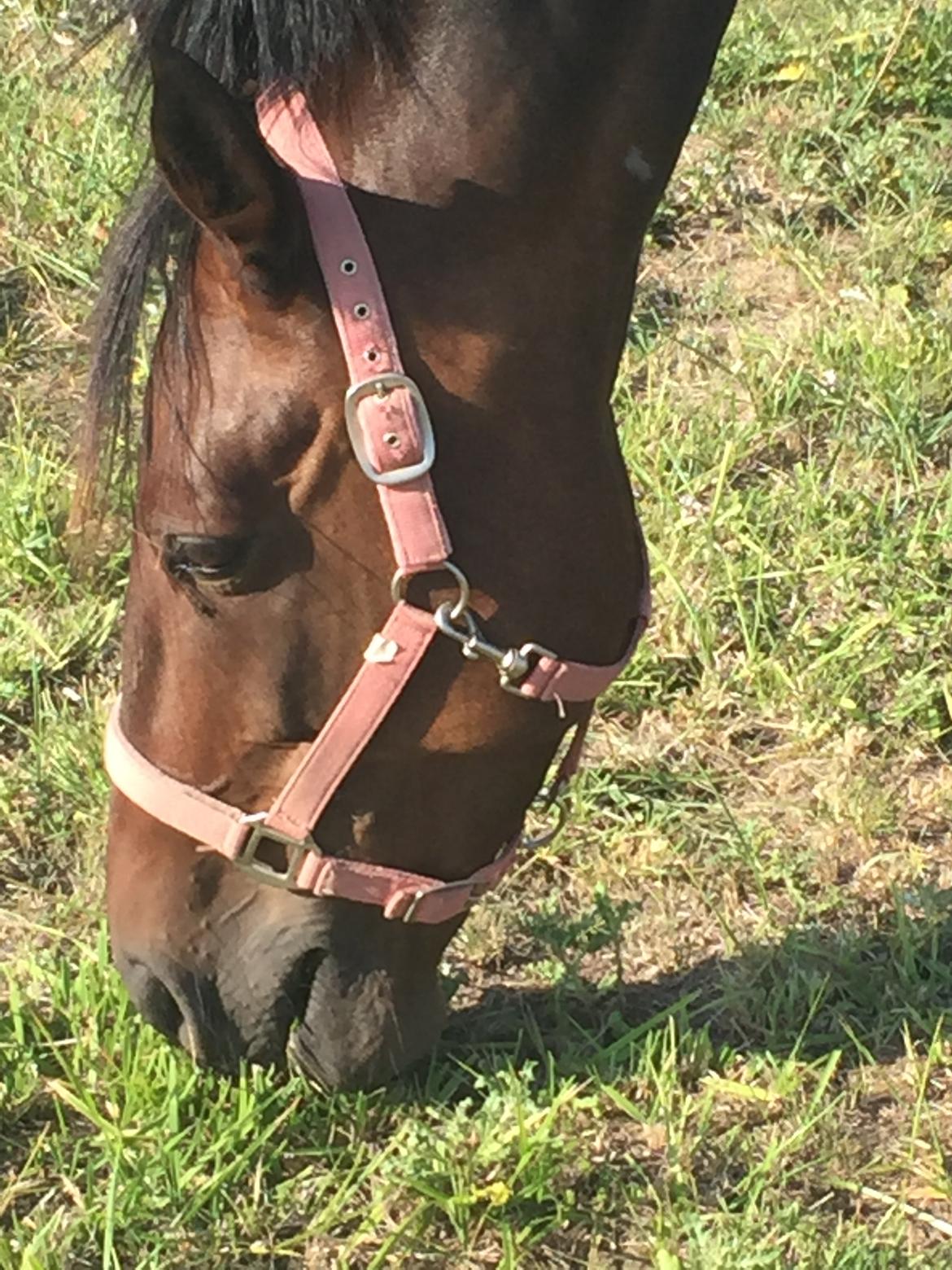 Anden særlig race Platin billede 11