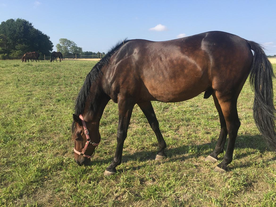 Anden særlig race Platin billede 12