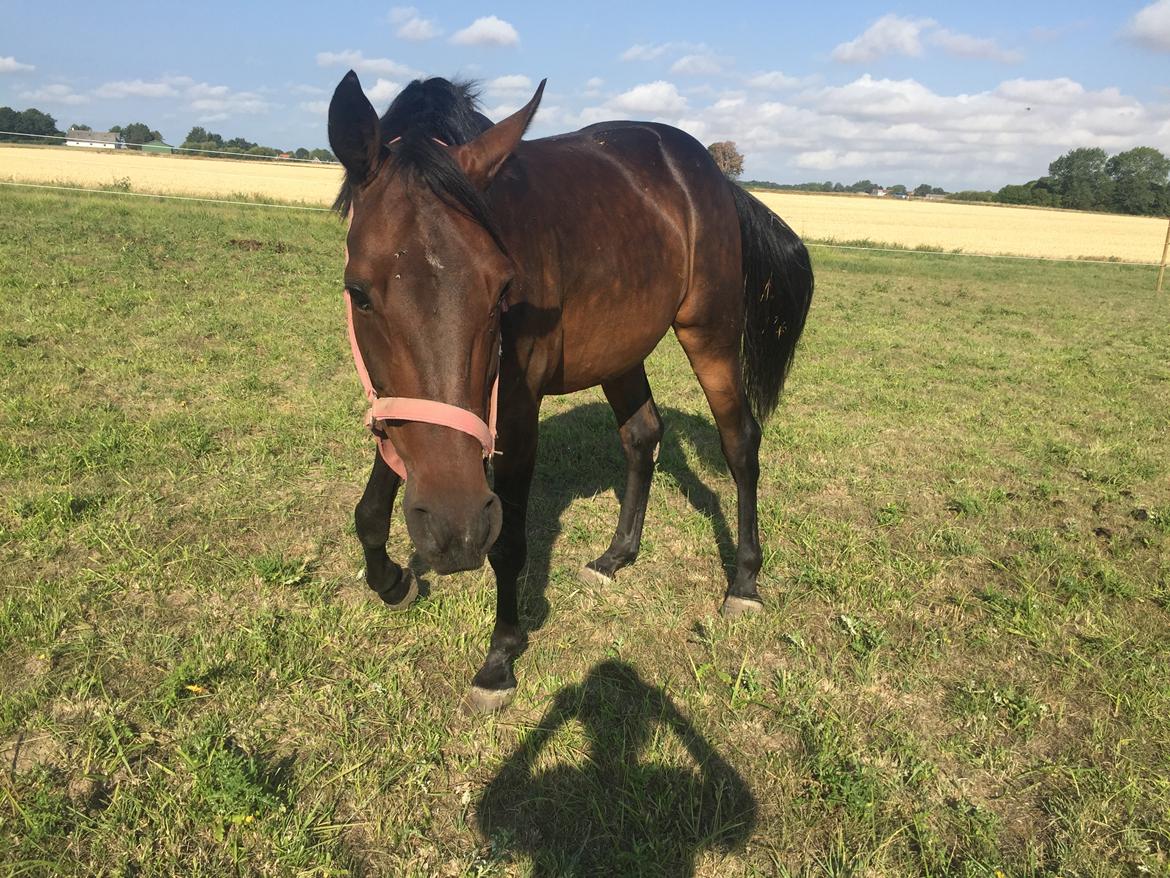 Anden særlig race Platin billede 14