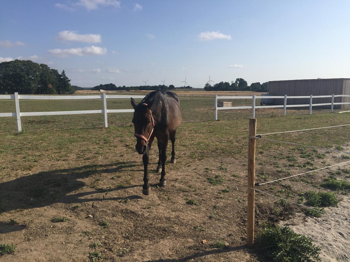 Anden særlig race Platin billede 15