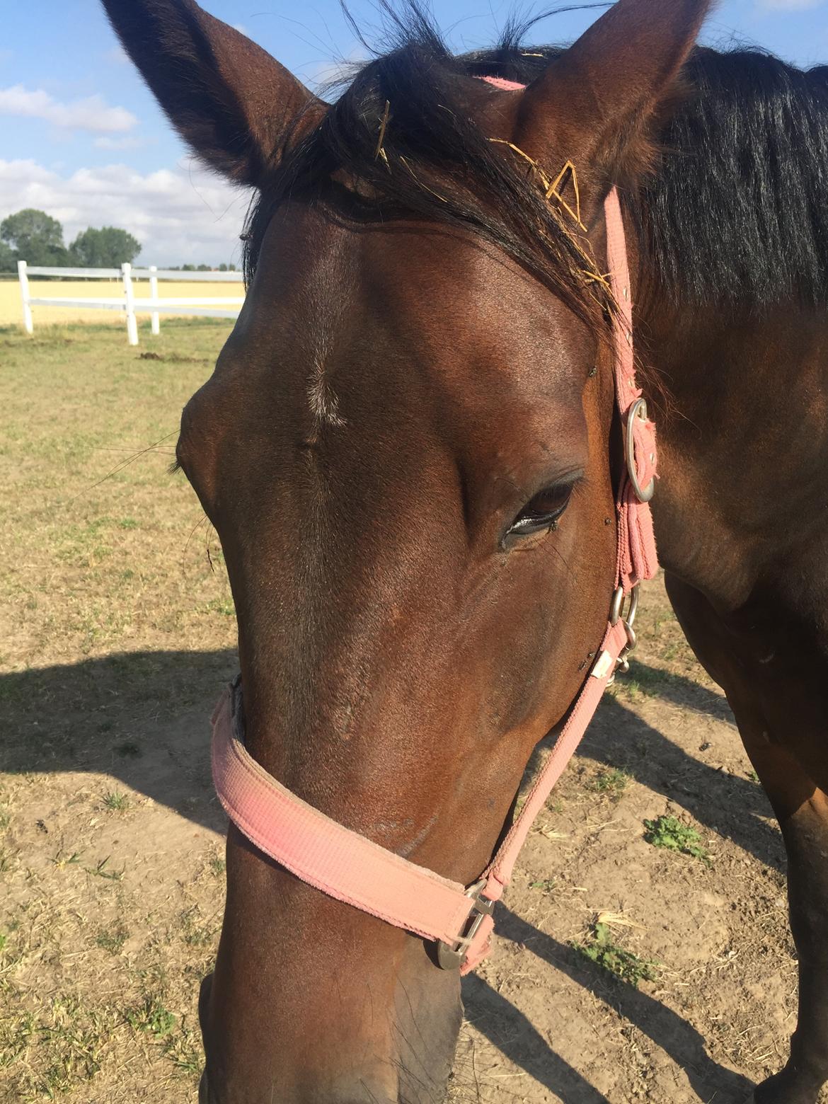 Anden særlig race Platin billede 16