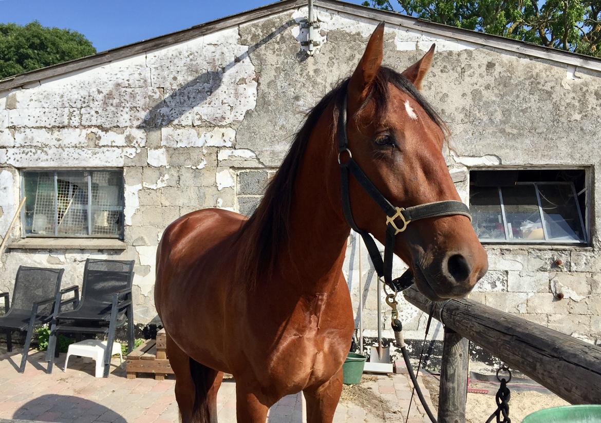 Frederiksborg Toby A Bjældsø - 09-08-2018 billede 17