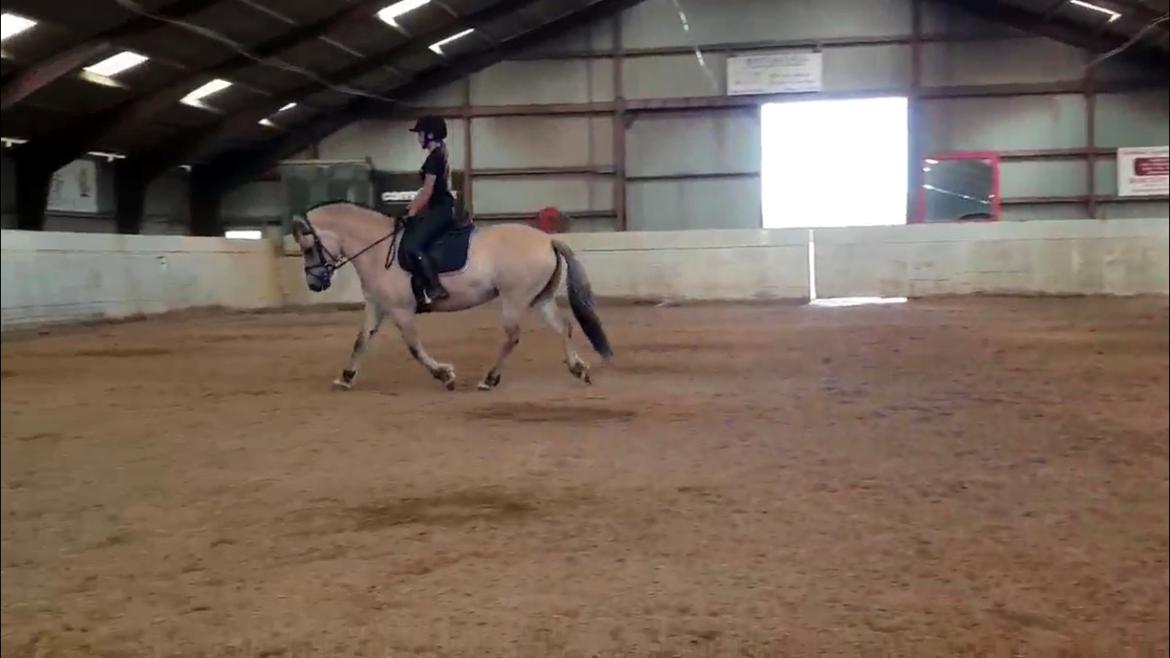 Fjordhest Mille hellumlund billede 3