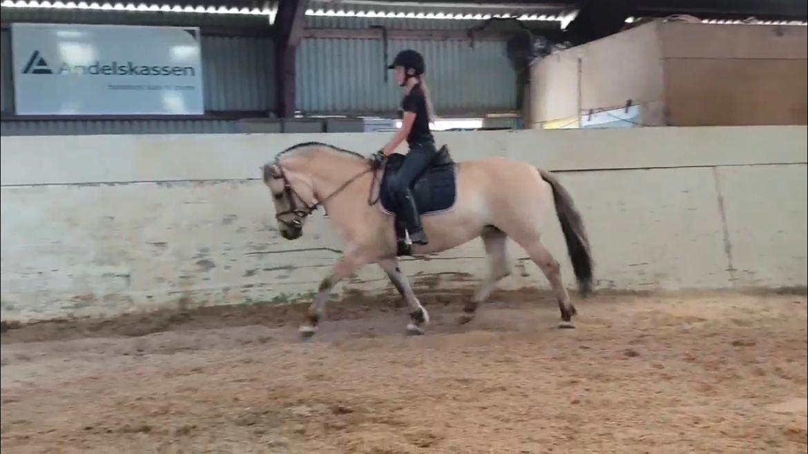 Fjordhest Mille hellumlund billede 8