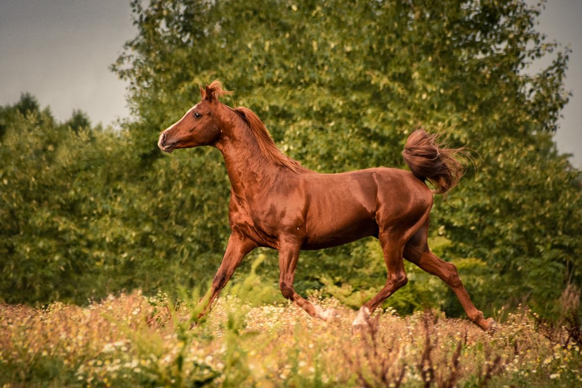 Arabisk fuldblod (OX) Pelee ox - Billede af Luna Barlian, 2018 billede 5