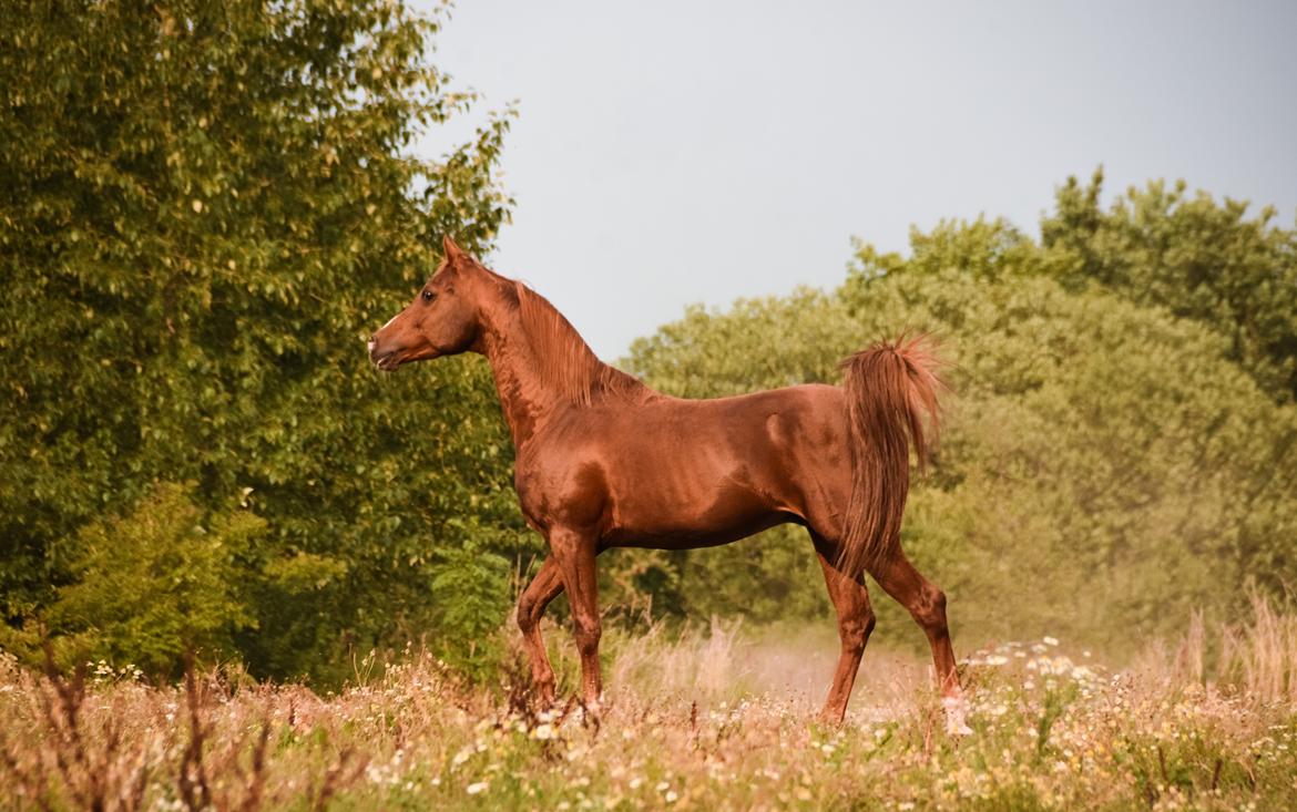 Arabisk fuldblod (OX) Pelee ox - Billede af Luna Barlian, 2018 billede 8