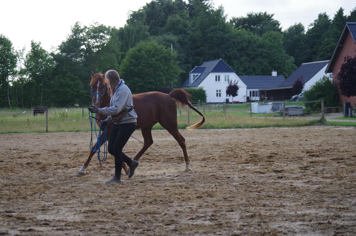 Arabisk fuldblod (OX) Pelee ox - Forberedning til natural dressage, 2018 billede 10