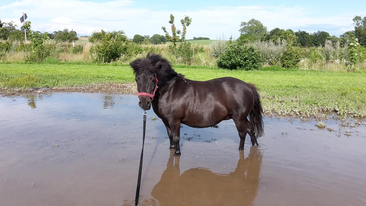 Shetlænder Nordlunde hermione billede 13