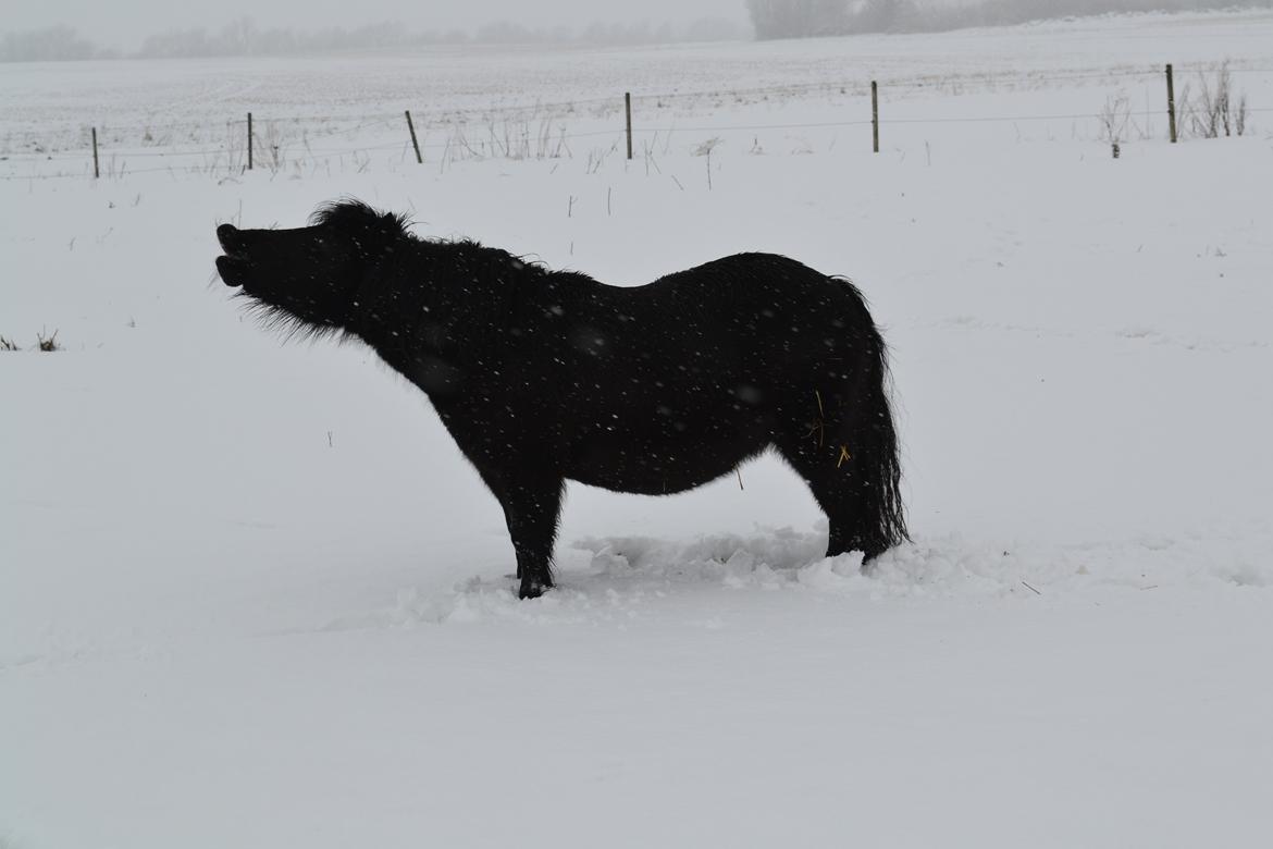 Shetlænder Nordlunde hermione billede 14