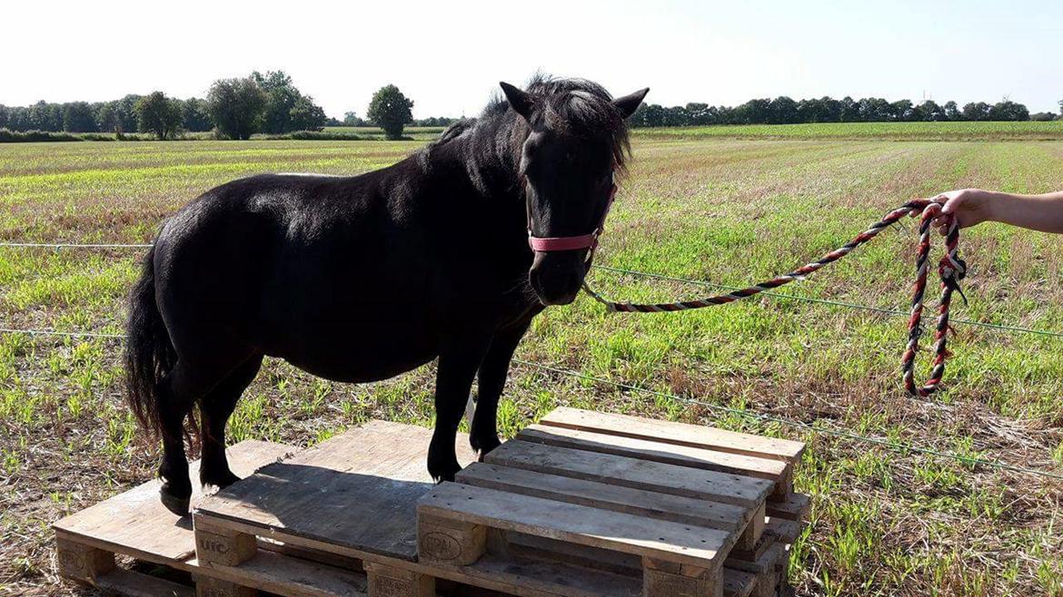 Shetlænder Nordlunde hermione billede 17