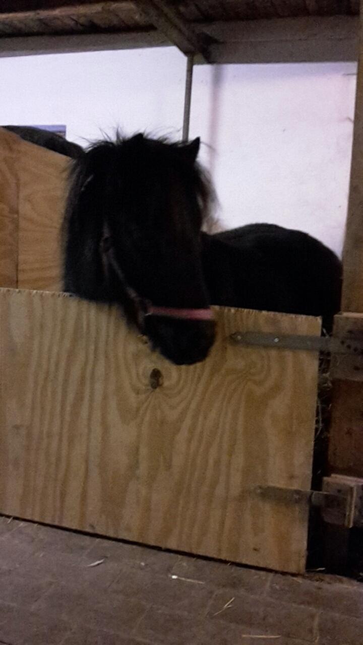 Shetlænder Nordlunde hermione billede 18