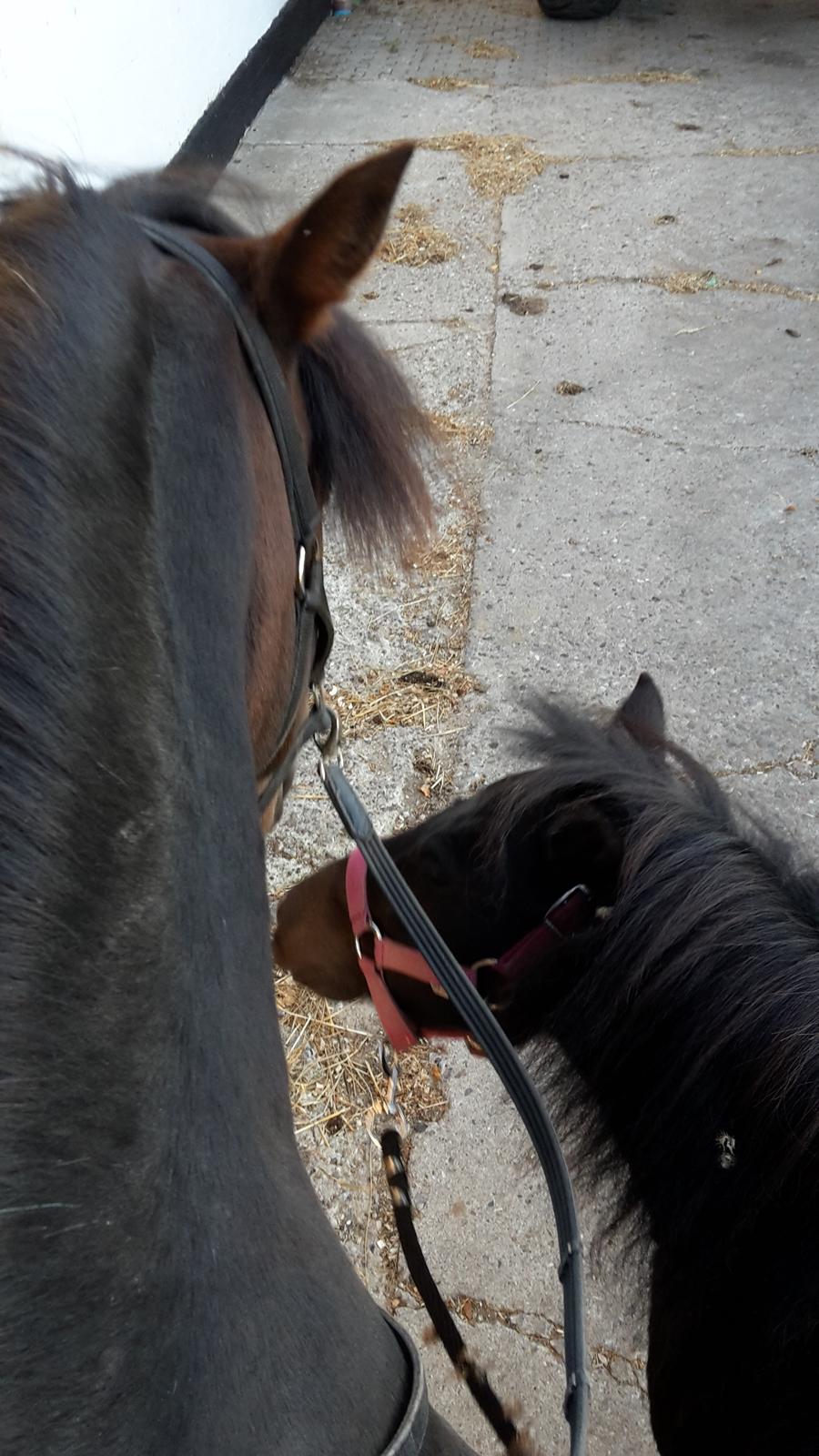 Shetlænder Nordlunde hermione billede 20