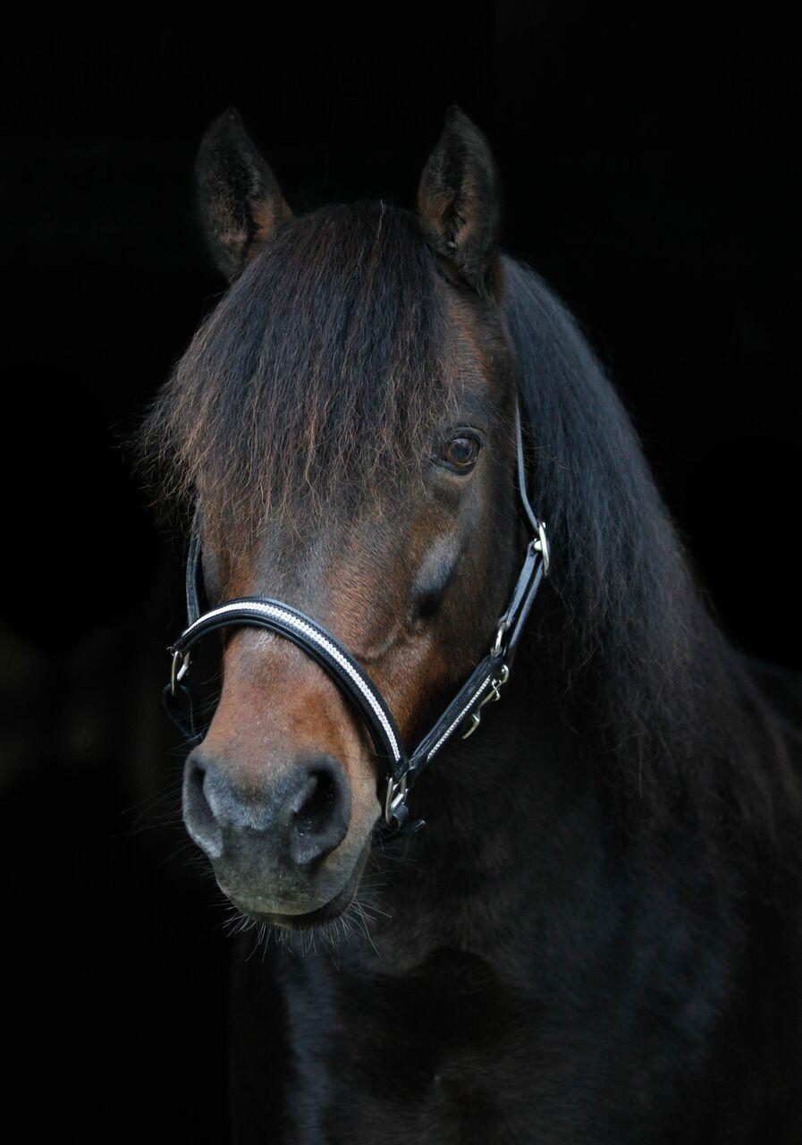 New Forest Sissa billede 5