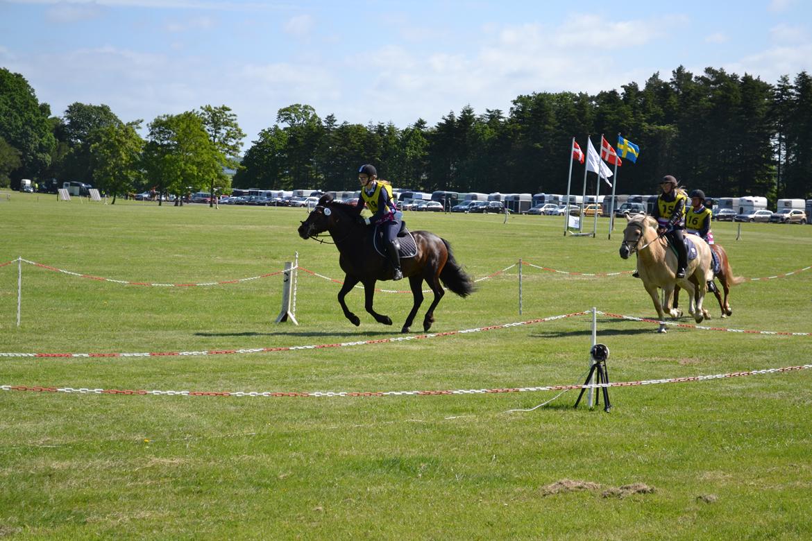 New Forest Sissa billede 6