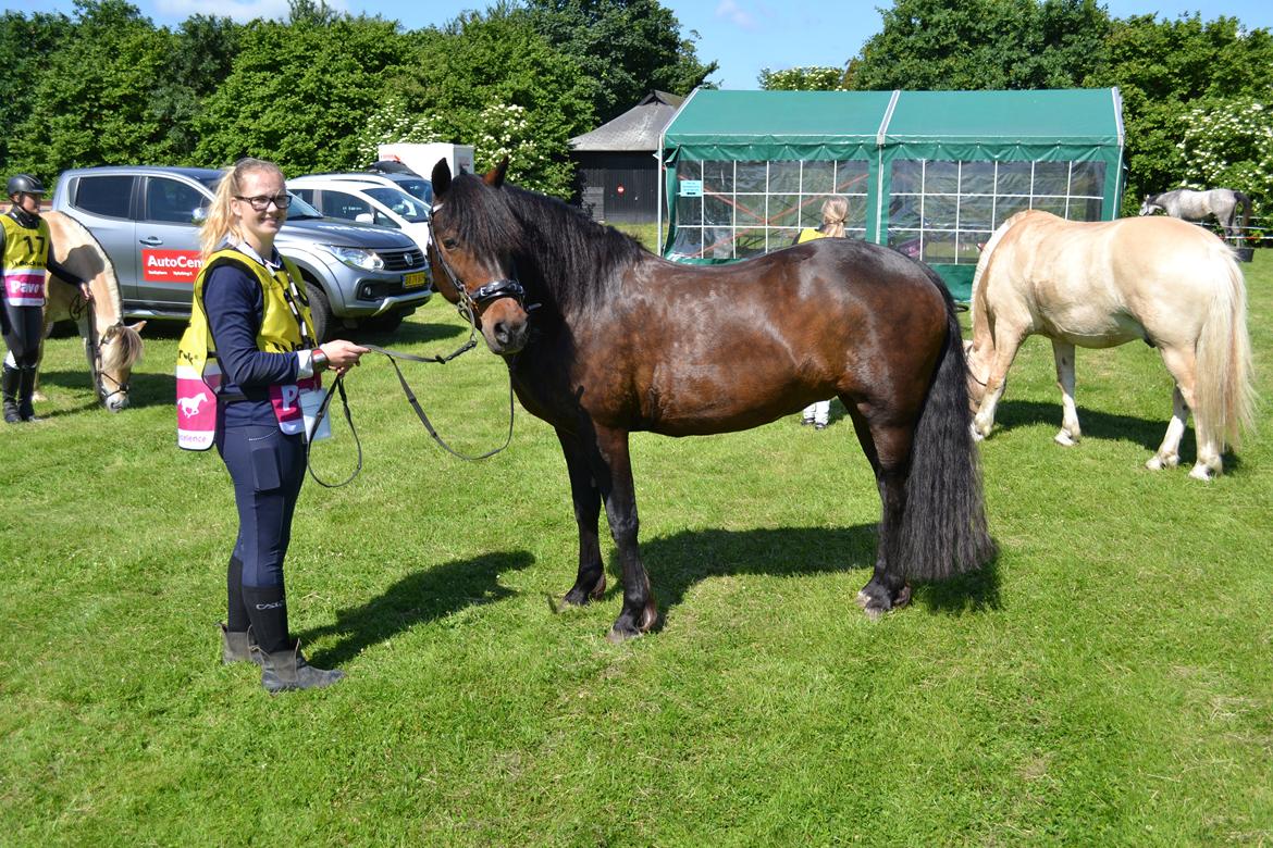 New Forest Sissa billede 10