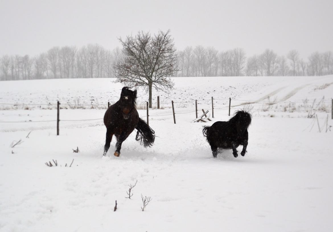 New Forest Sissa billede 18