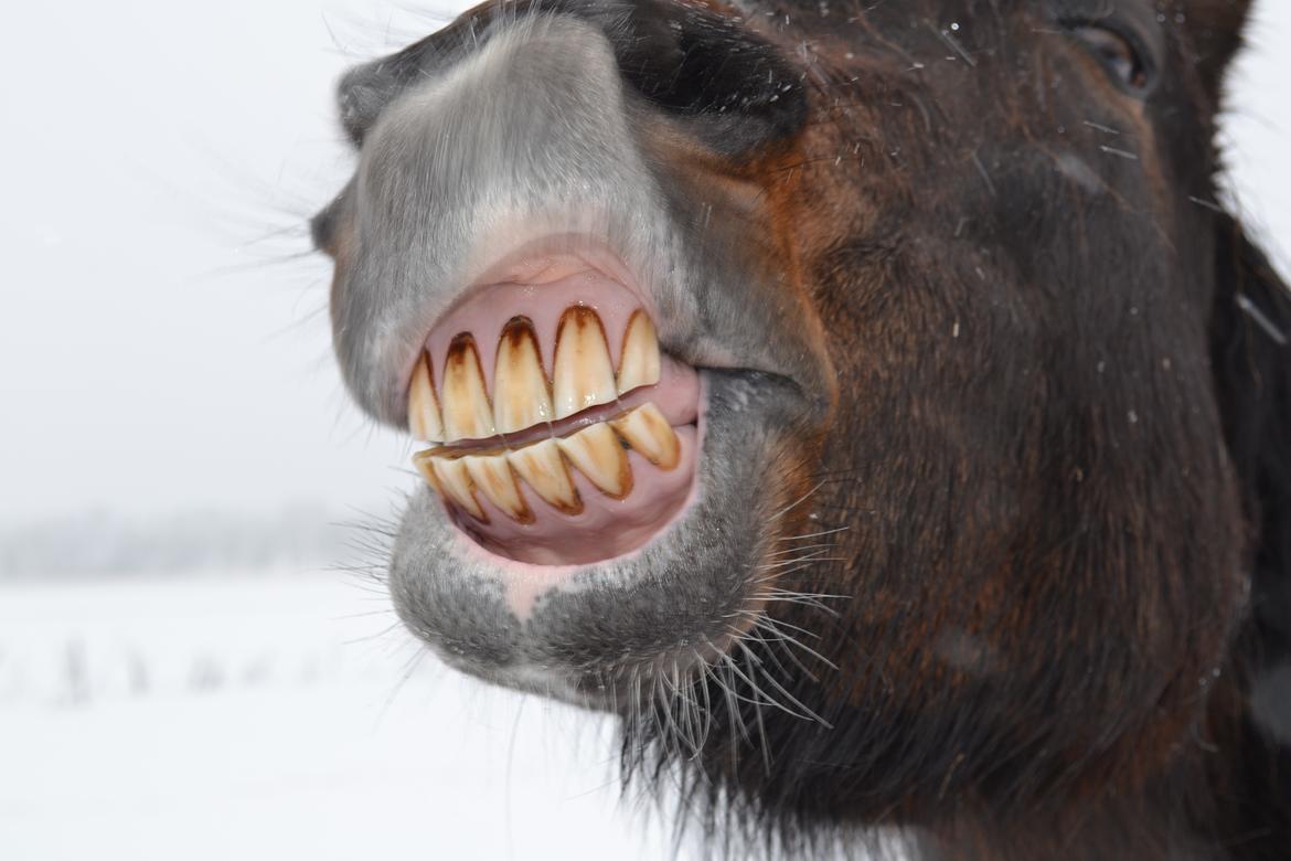 New Forest Sissa billede 19