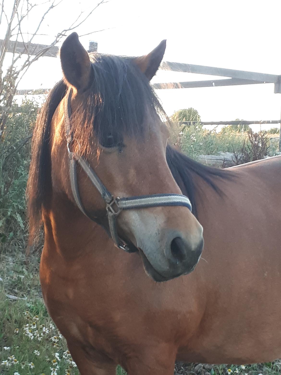 Anden særlig race Tulle (solgt) billede 2