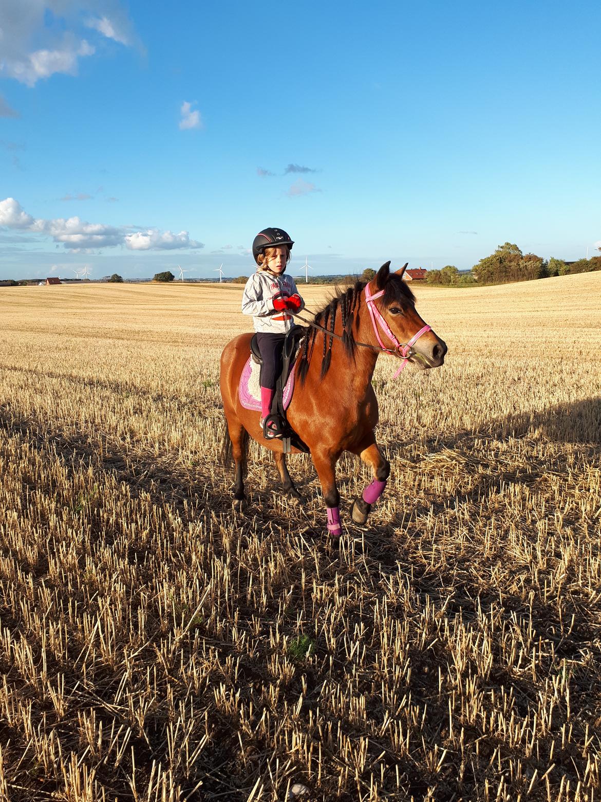 Anden særlig race Tulle (solgt) billede 5