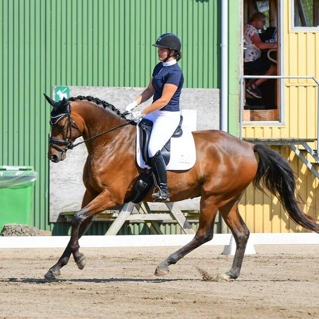 Dansk Varmblod Solbakken's Rocksley billede 11