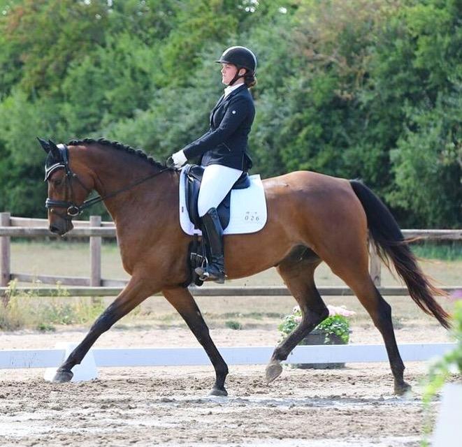 Dansk Varmblod Solbakken's Rocksley billede 12