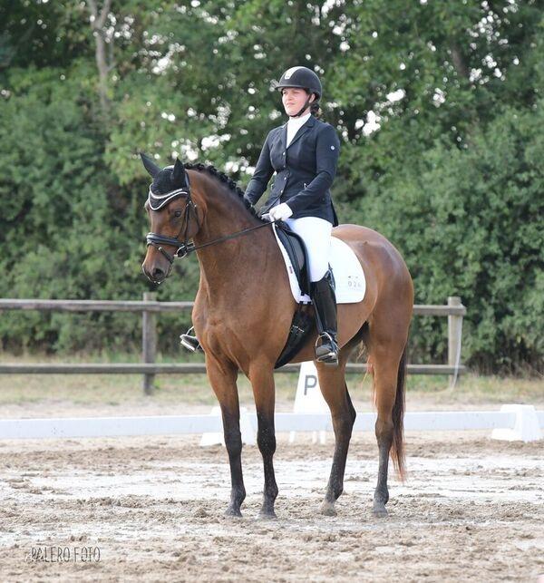 Dansk Varmblod Solbakken's Rocksley billede 16