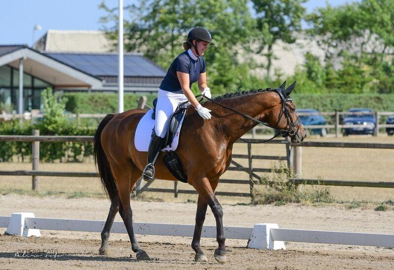 Dansk Varmblod Solbakken's Rocksley billede 17