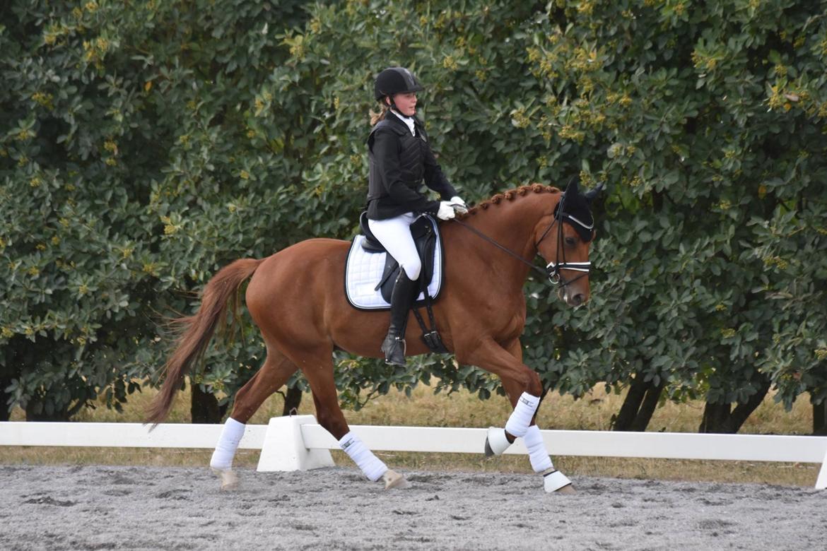 Hollandsk Varmblod Jack daniels (Emil) billede 16