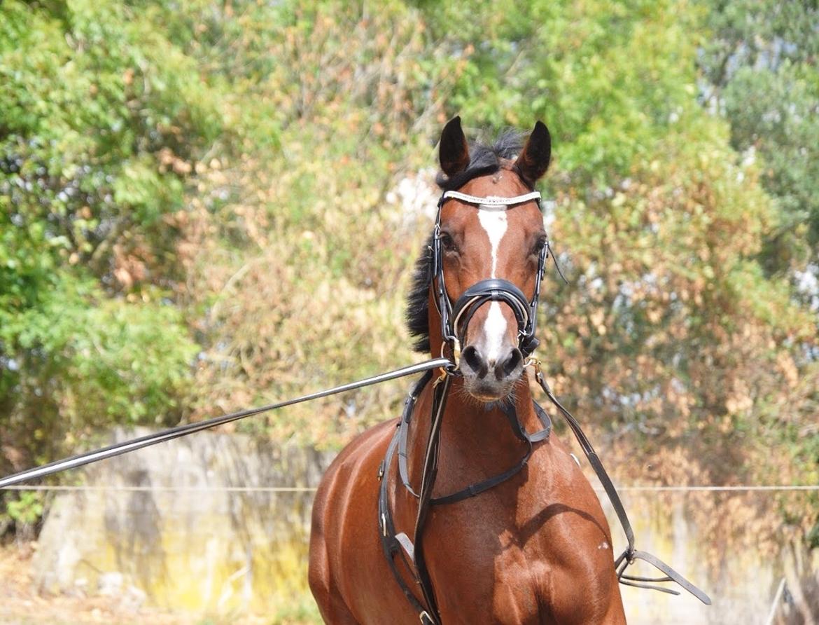 DSP Jq café latte hit billede 1