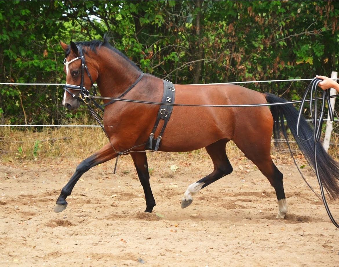 DSP Jq café latte hit billede 2