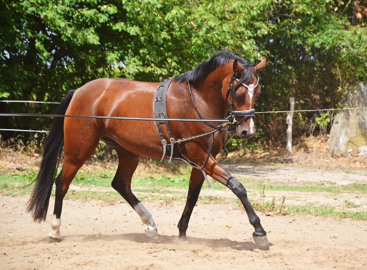 DSP Jq café latte hit billede 3