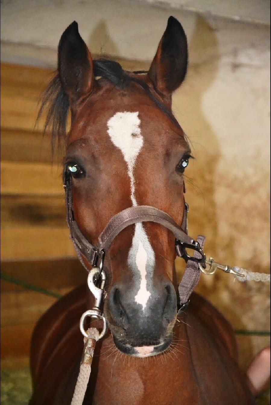 DSP Jq café latte hit billede 5