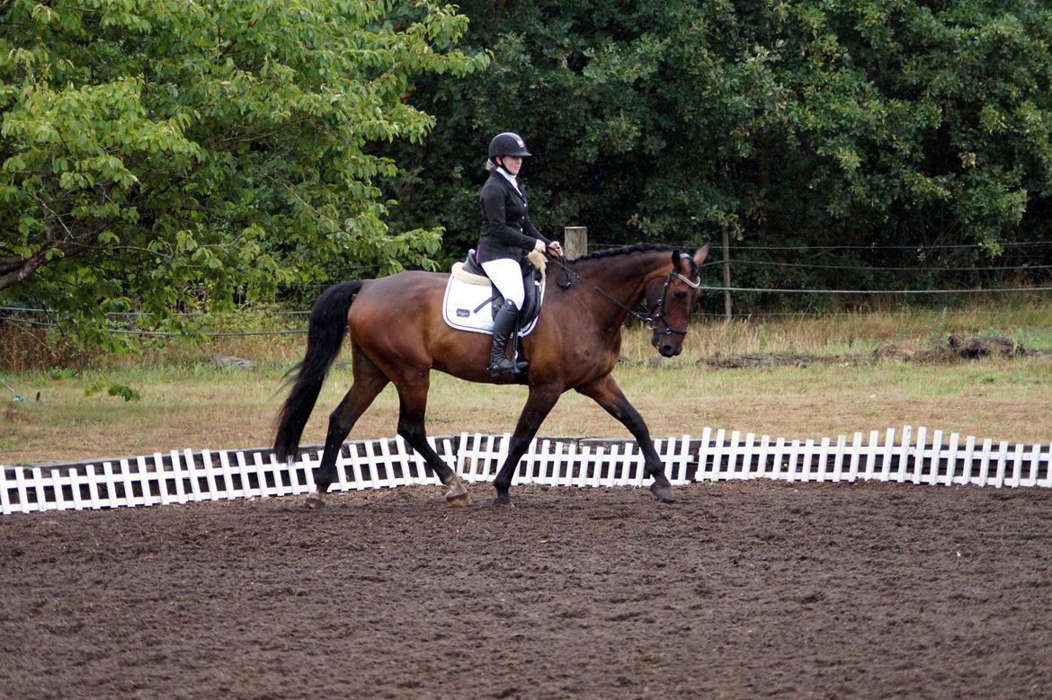 Oldenborg Cornett  billede 10