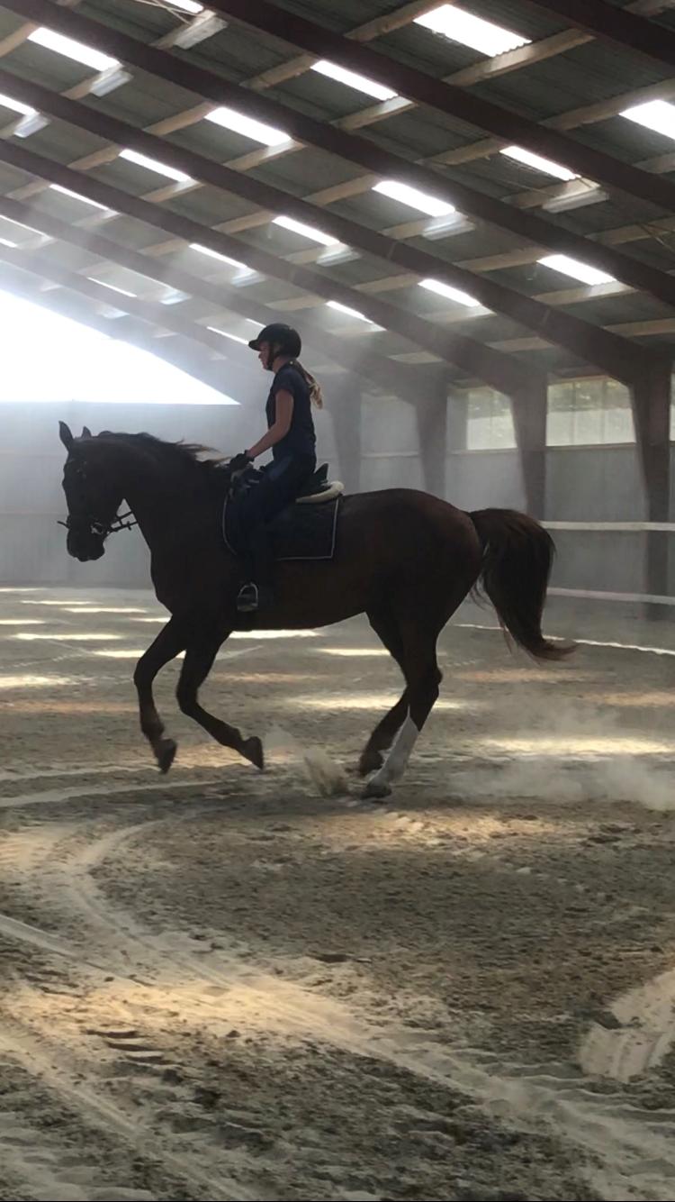 Dansk Varmblod Bastholmmølles Diablo billede 5