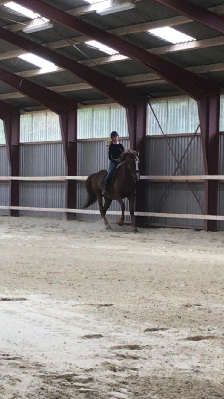 Dansk Varmblod Bastholmmølles Diablo billede 7