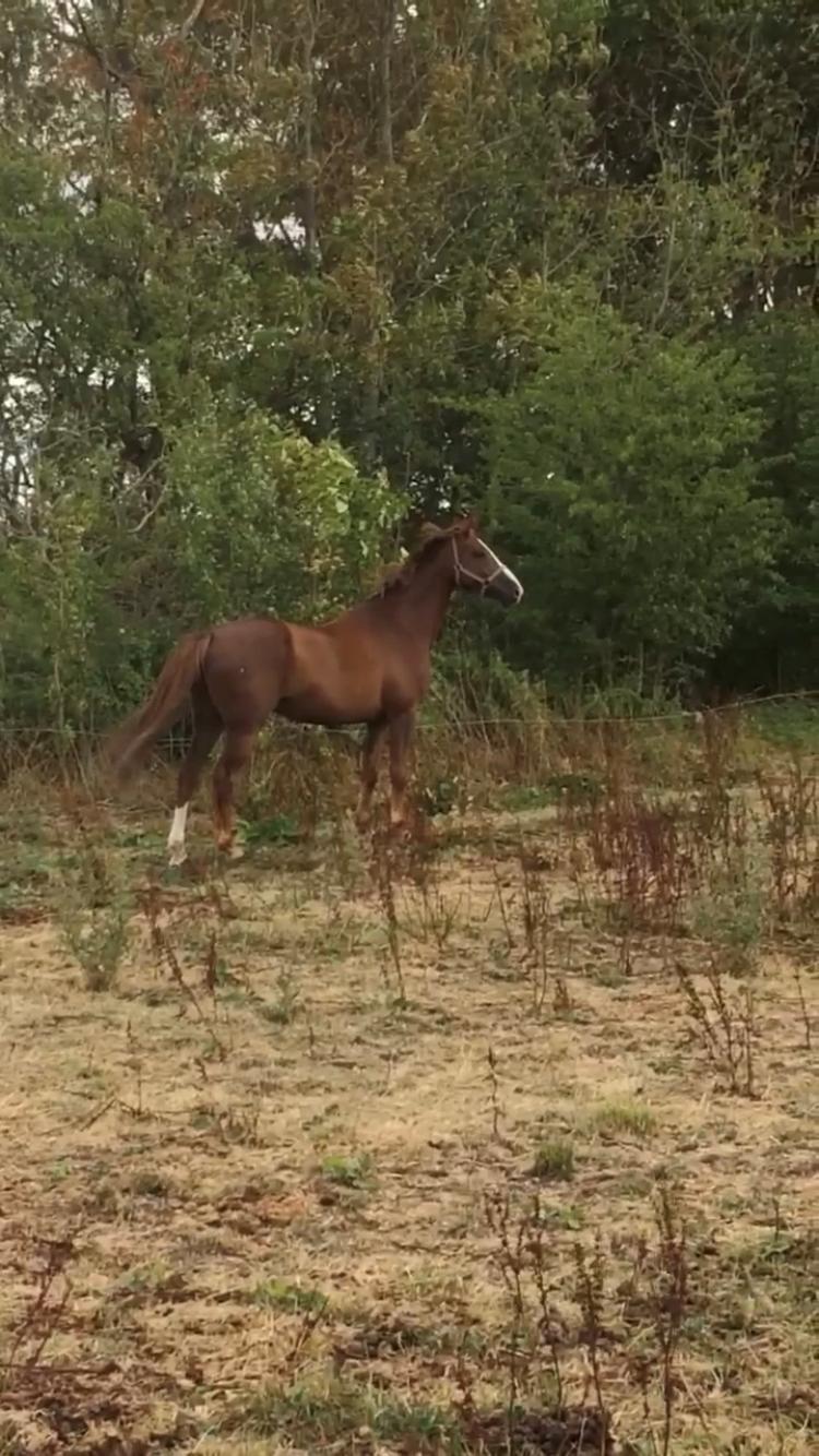 Dansk Varmblod Bastholmmølles Diablo billede 8
