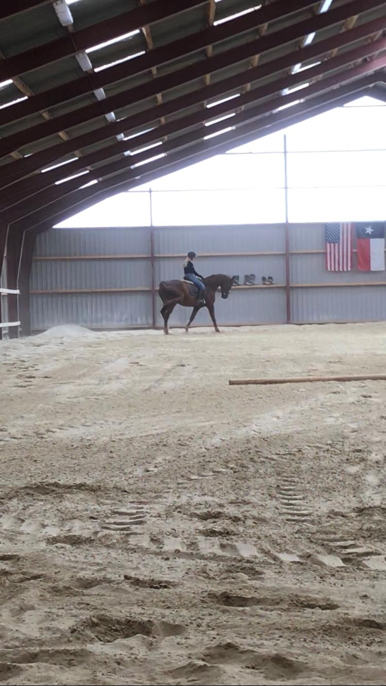 Dansk Varmblod Bastholmmølles Diablo billede 9