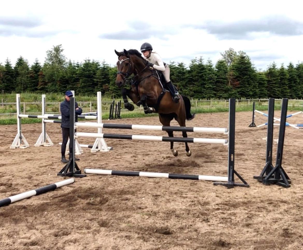 Dansk Varmblod Kragbech's Civic billede 2