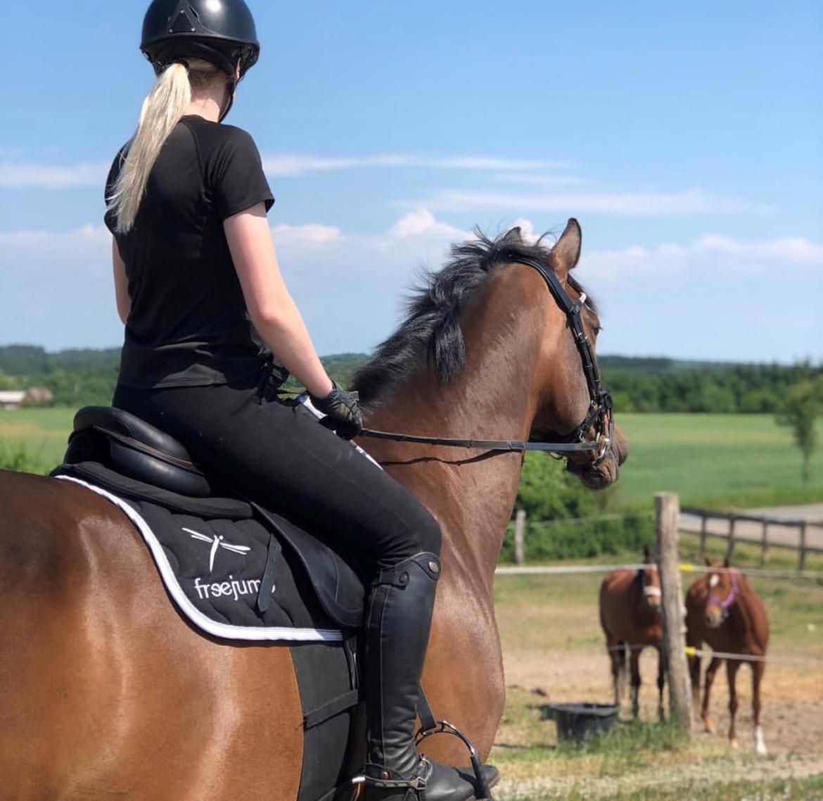 Dansk Varmblod Kragbech's Civic billede 7