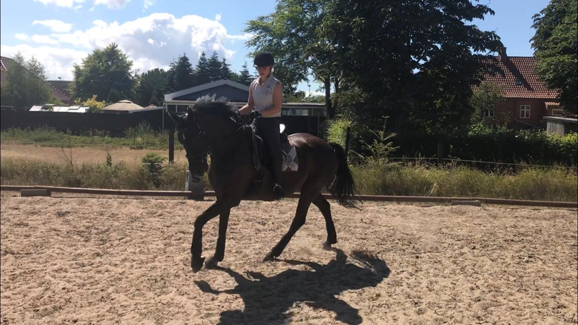 Trakehner Satori Birkedommergård - Juli 2018 billede 20